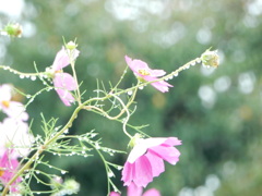すっかり秋模様