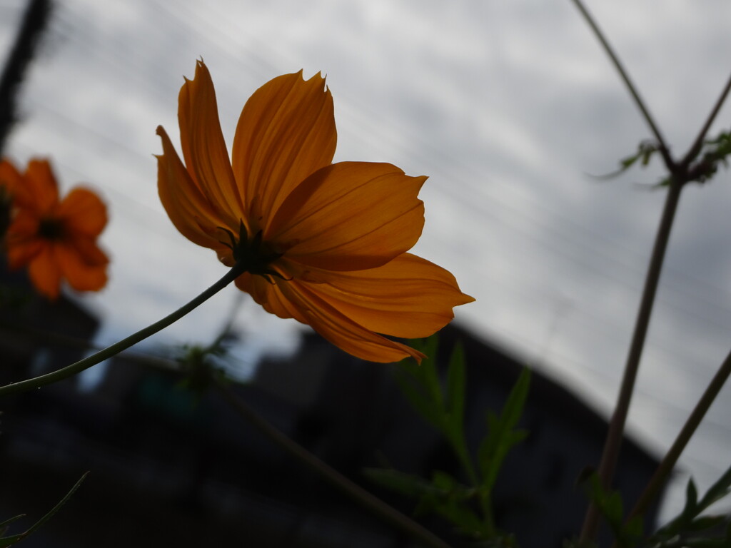 お天気悪し