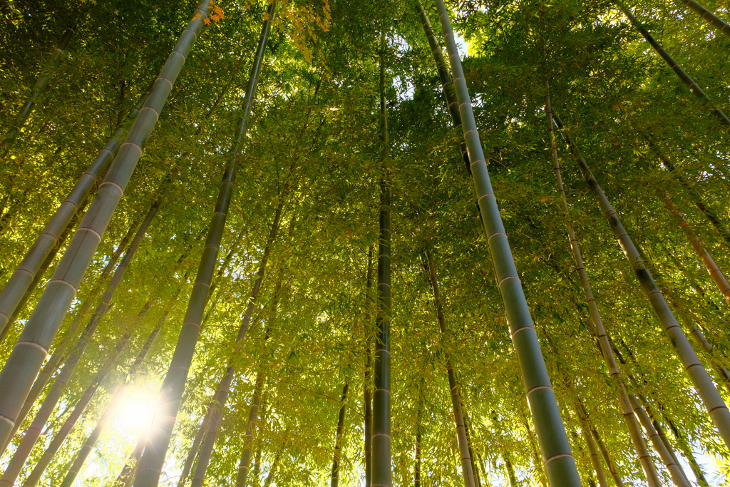 紅葉の秋に箸休めの緑
