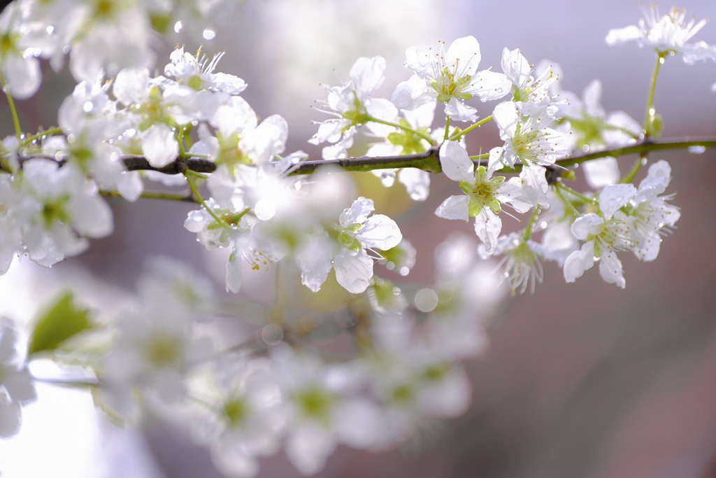 桜雨と李