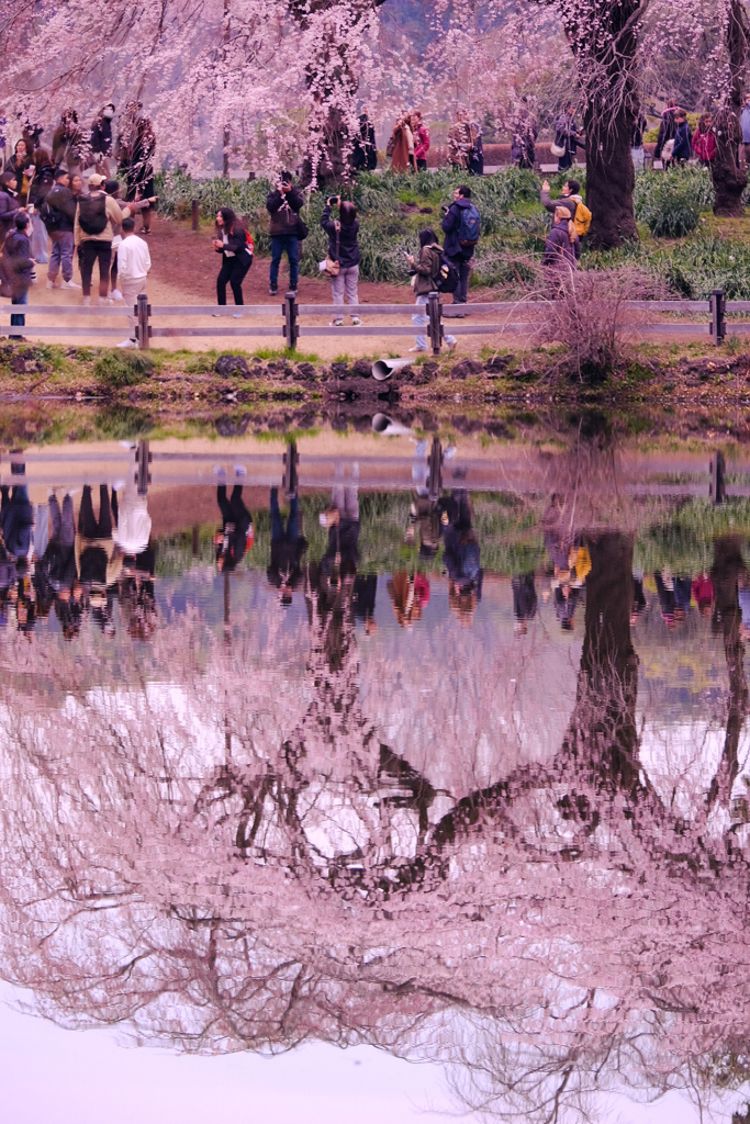 水鏡に桜うつして