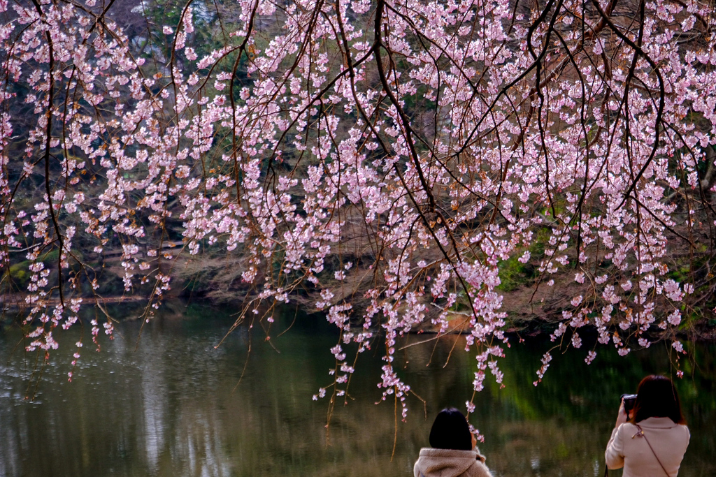 風にそよぐ桜の御簾