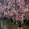 風にそよぐ桜の御簾
