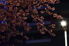 寒空の街のあかりに夜桜ひかる