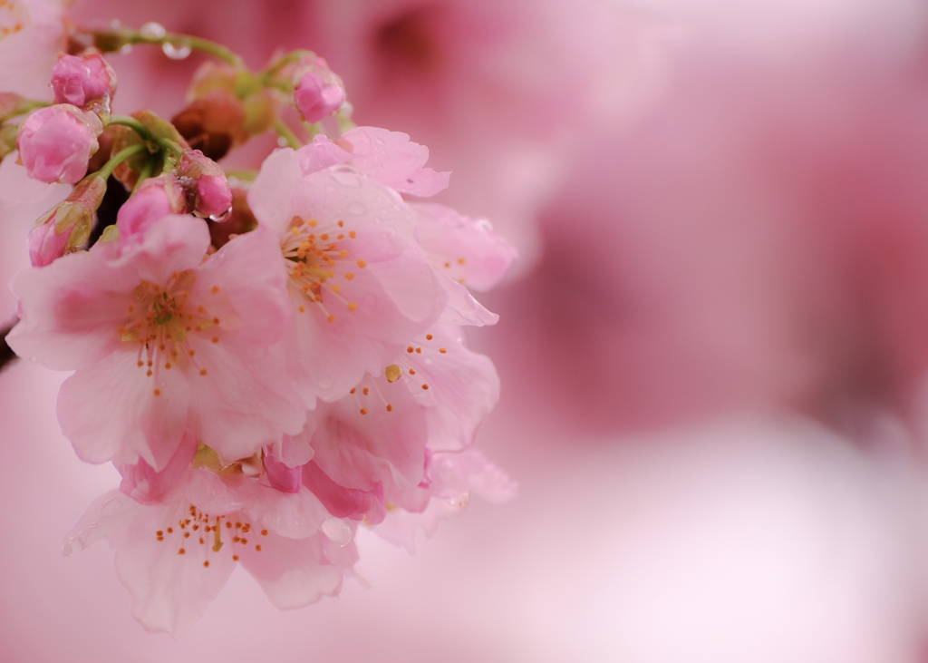 濡れそぼつ、"ジューシー"な雨桜