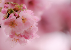 濡れそぼつ、"ジューシー"な雨桜