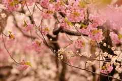 河津桜と白梅の競演