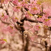河津桜と白梅の競演