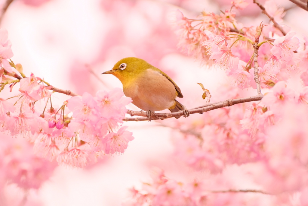 椿寒桜とメジロさん