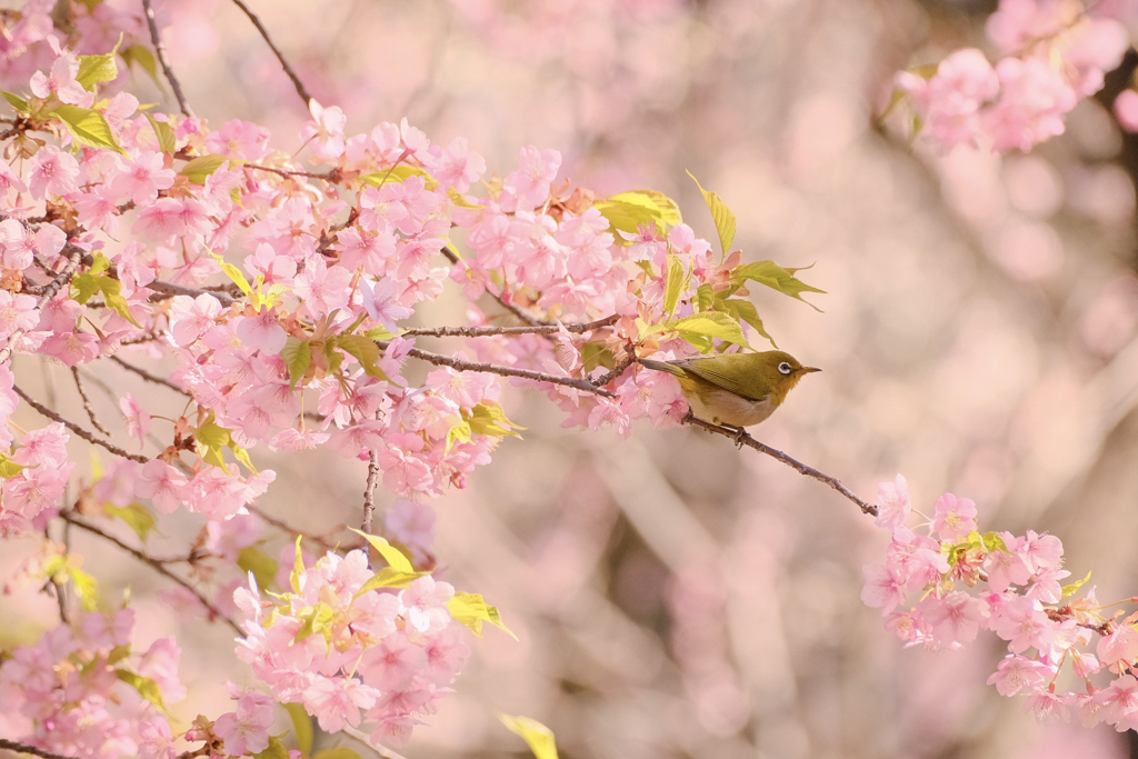 梅背景に河津桜とメジロさん