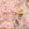 梅背景に河津桜とメジロさん