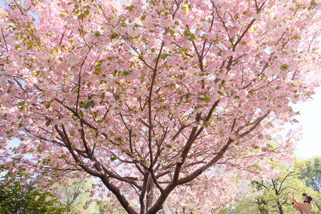 華やかに桜の季節しめくくり