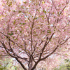 華やかに桜の季節しめくくり