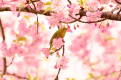 河津桜のgarland
