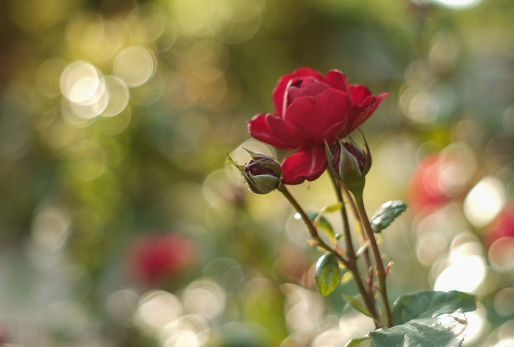 つんつん蕾赤い薔薇