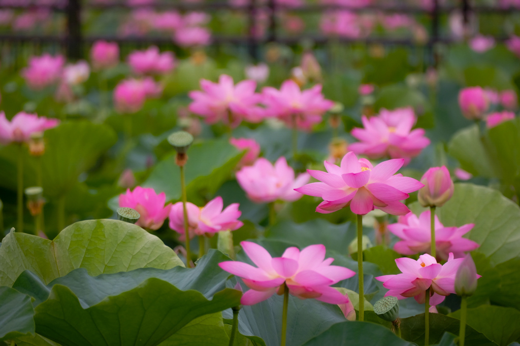 一面の蓮の花