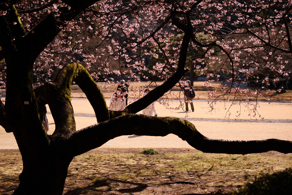 大樹の目線―薩摩寒桜がいつも見てる景色