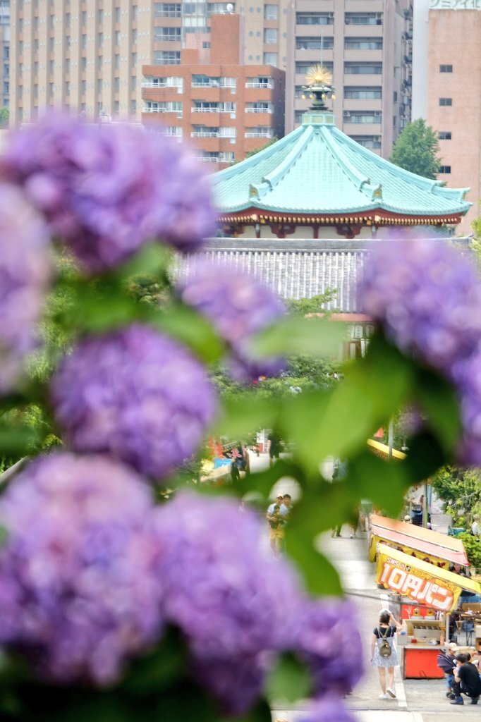 紫陽花越しのお堂