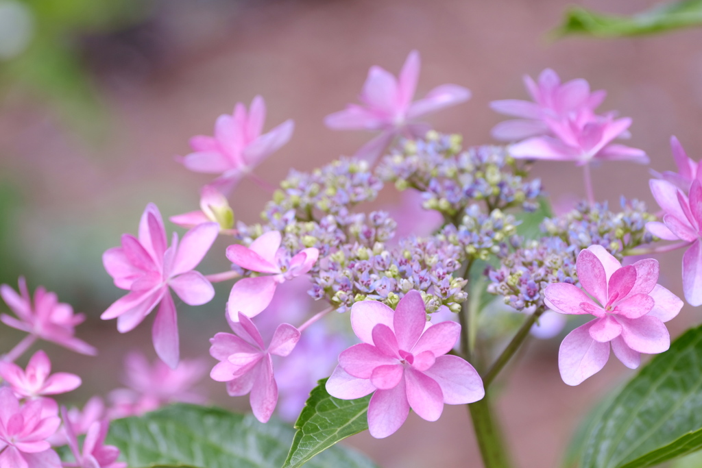 乙女の花かんむり