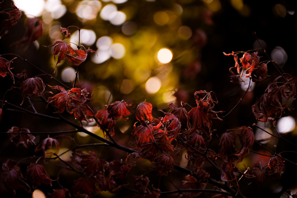 季節の移り変わり秋の名残り