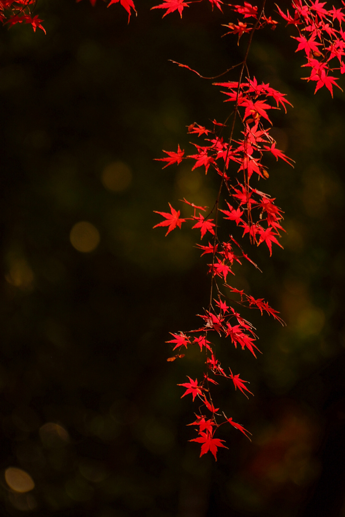 Le Rouge et le Noir―赤と黒