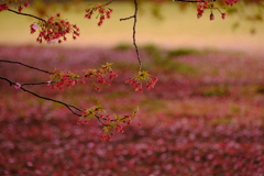 まあるく桜の絨毯