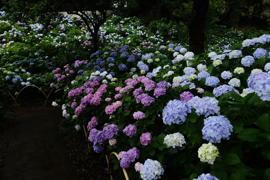 紫陽花wave