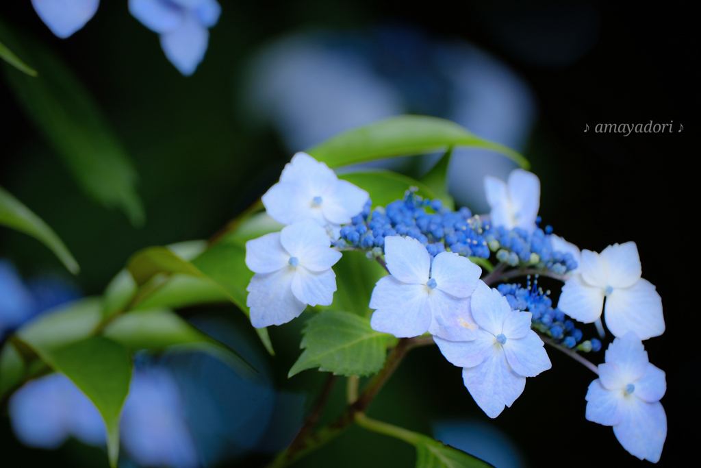 真ん中のつぶつぶが花だとわかっているけれど…