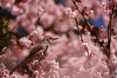 寒緋桜とヒヨドリさん