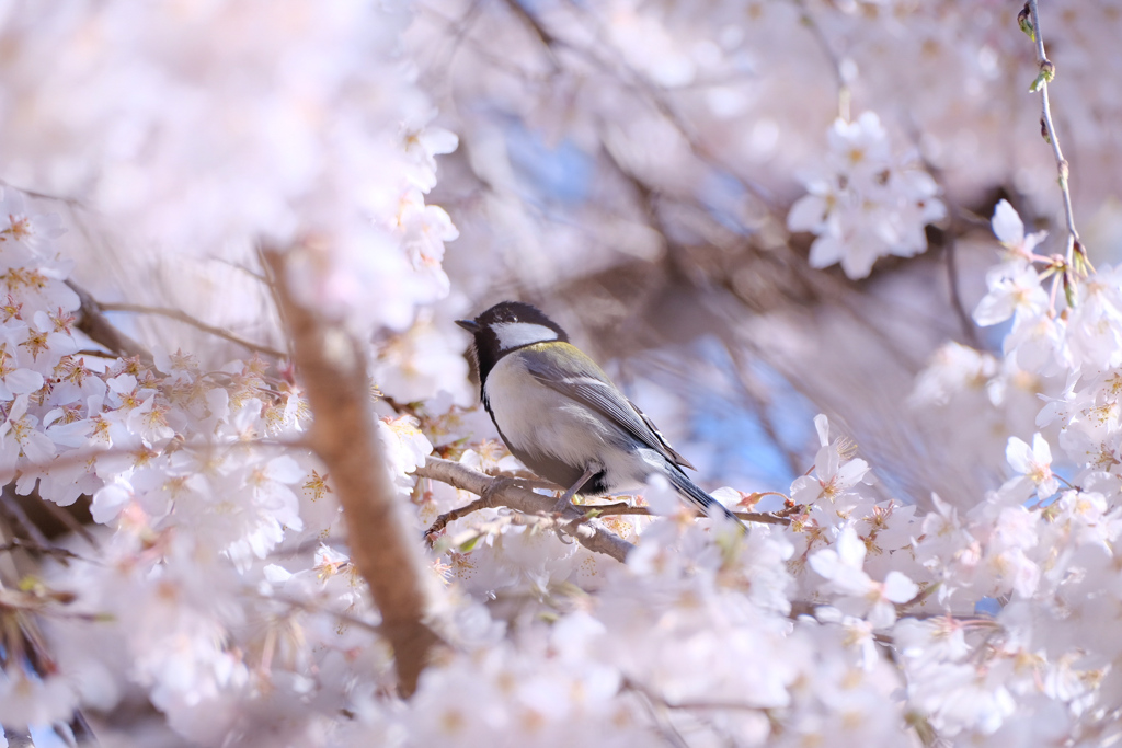 しだれ桜がお気に入り？