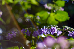 紫陽花の花冠並ぶ