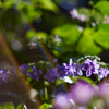 紫陽花の花冠並ぶ
