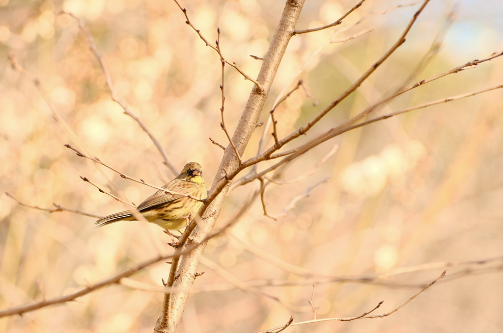 あなた、なんていう鳥さん？