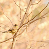 あなた、なんていう鳥さん？