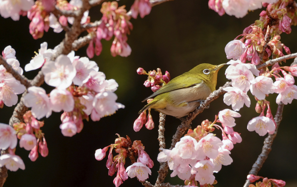 シックに寒桜とメジロさん