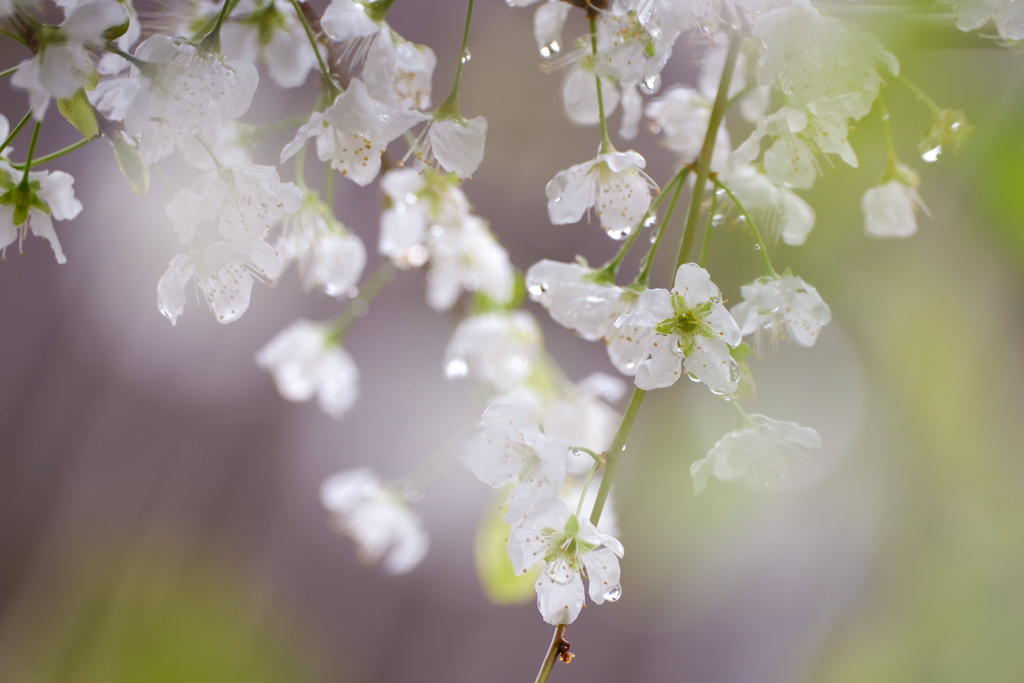 桜雨に李の花