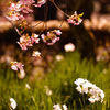 河津桜と水仙の共演