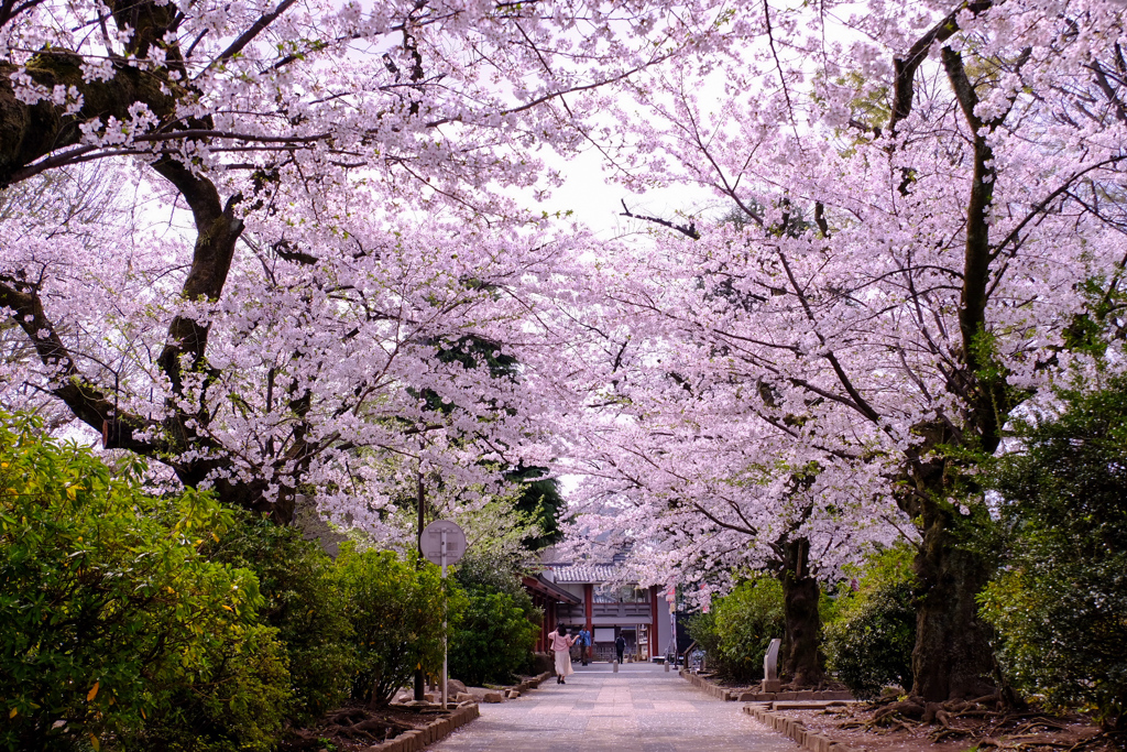 桜満喫、足どり軽く参詣道