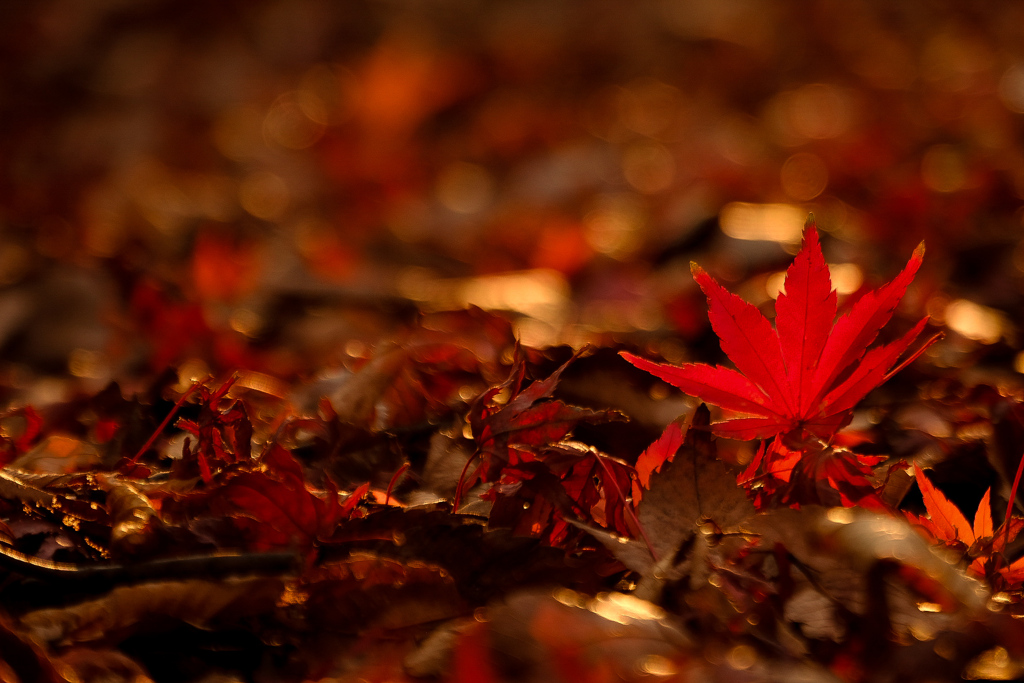 真っ赤な落ち紅葉