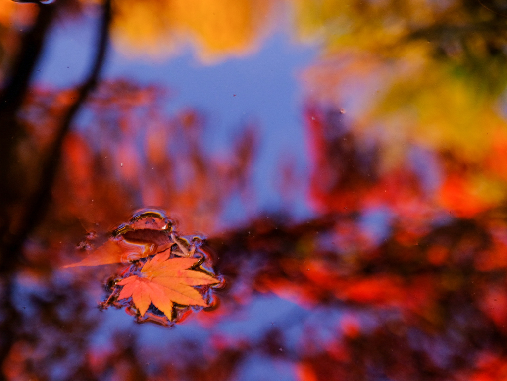 落ち葉の表面張力