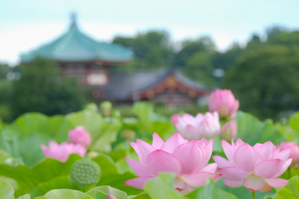江戸でも蓮見の名所
