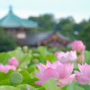 江戸でも蓮見の名所