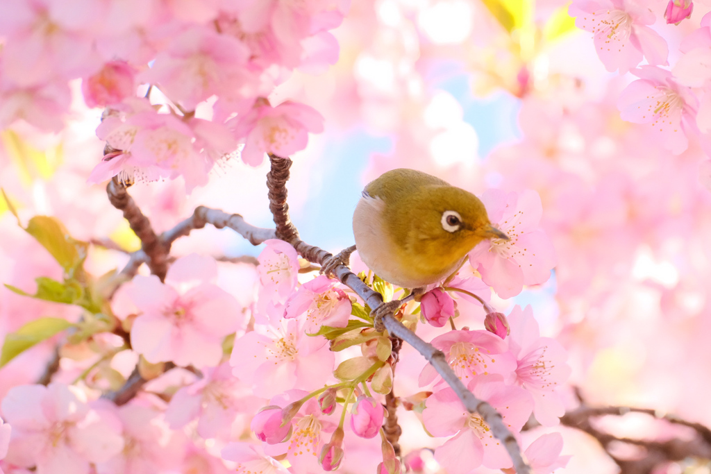 桜選び放題でご満悦なメジロさん