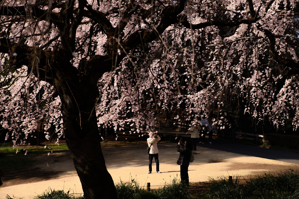 しだれ桜の枝先で