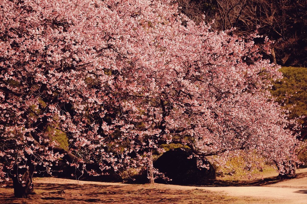 ほぼ満開♪薩摩寒桜定点観測