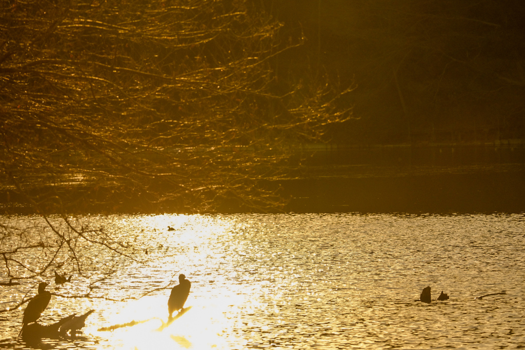 夕暮れ時、水鳥たちのシルエット