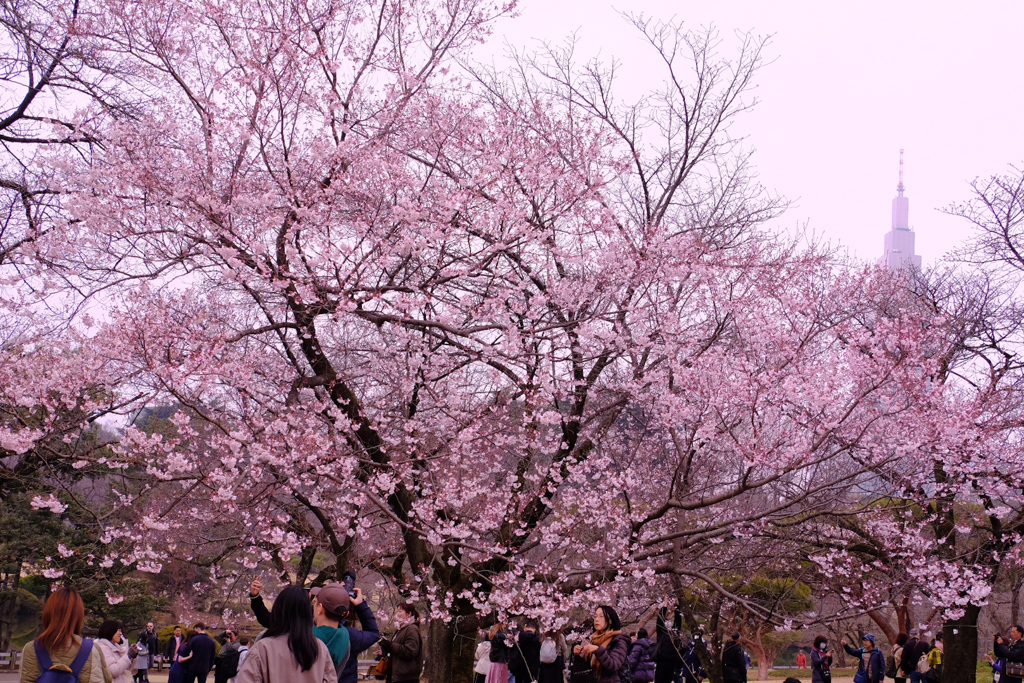 桜にひきよせられて