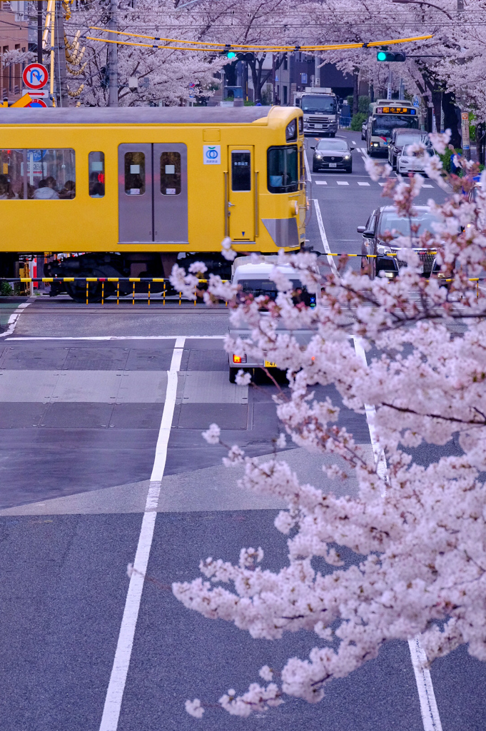 桜と黄色い電車