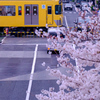 桜と黄色い電車