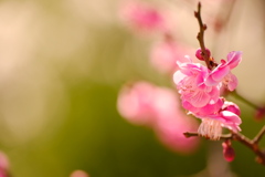 お抹茶色に梅の花